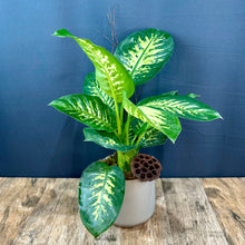 Charger l'image dans la galerie, Dieffenbachia