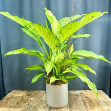 Charger l'image dans la galerie, Dieffenbachia