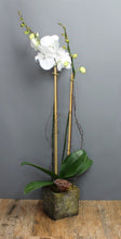 Cargar imagen en el visor de la galería, Orchid Plant Subscription