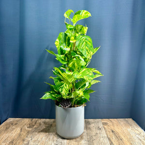 Pothos Ivy