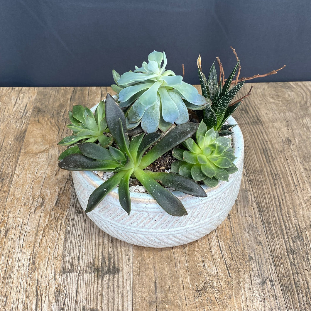 Succulent Dish Garden