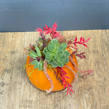 Cargar imagen en el visor de la galería, Succulent Pumpkin
