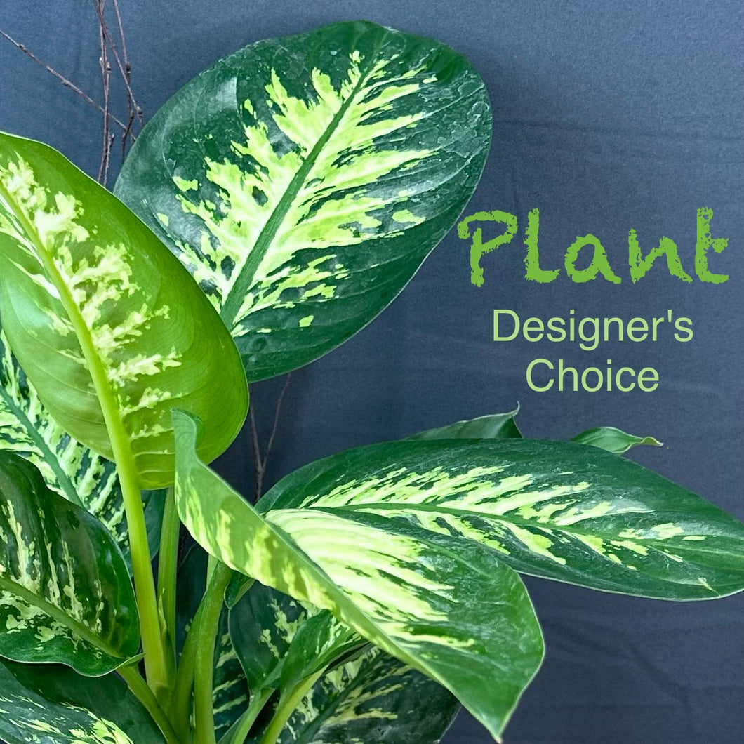 Plant Designer's Choice