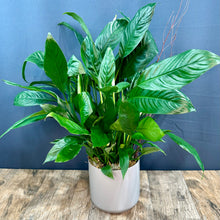 Load image into Gallery viewer, Peace Lily
