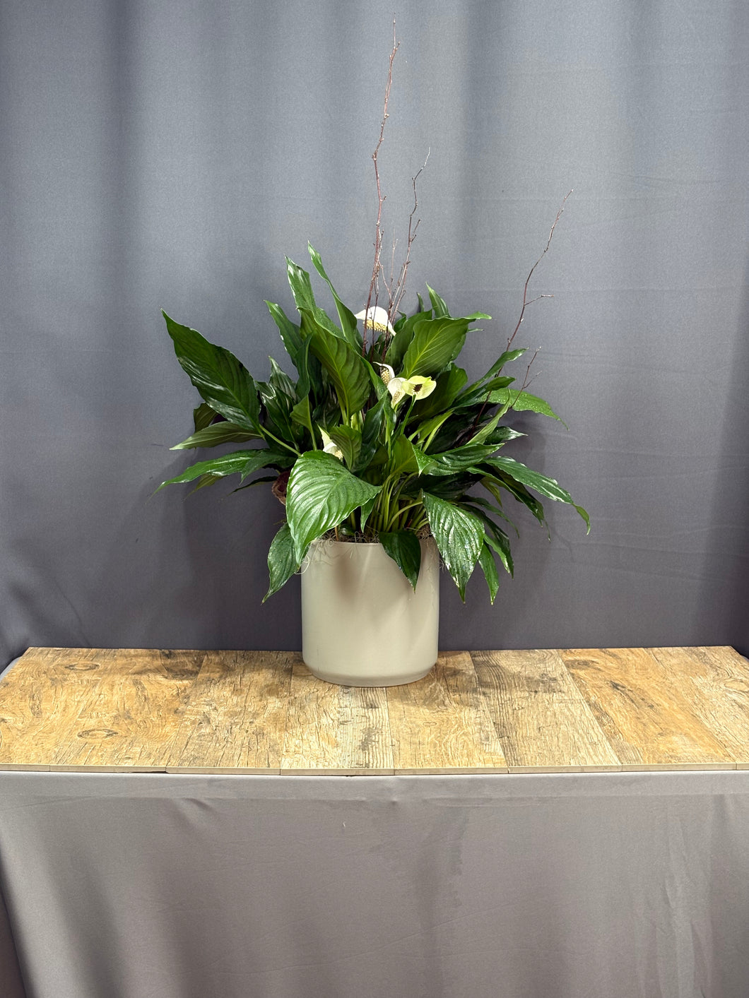 Peace Lily