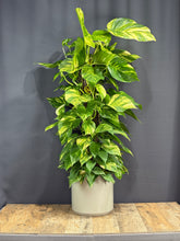 Cargar imagen en el visor de la galería, Pothos Ivy
