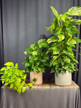 Cargar imagen en el visor de la galería, Pothos Ivy
