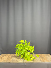 Cargar imagen en el visor de la galería, Pothos Ivy
