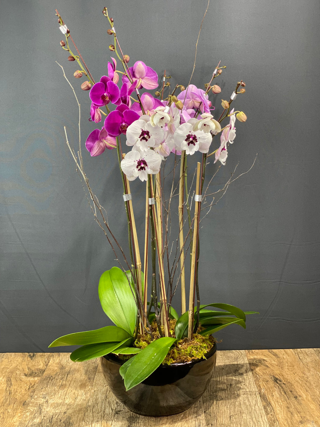 Premium Double Stem Orchid- Triple-Plant Garden