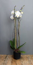 Charger l&#39;image dans la galerie, Orchid Plant Subscription
