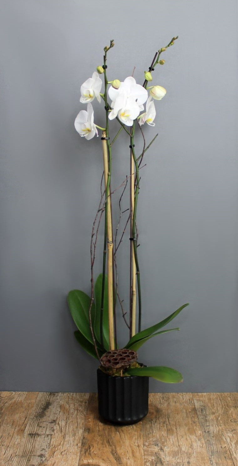 Orchid Plant Subscription