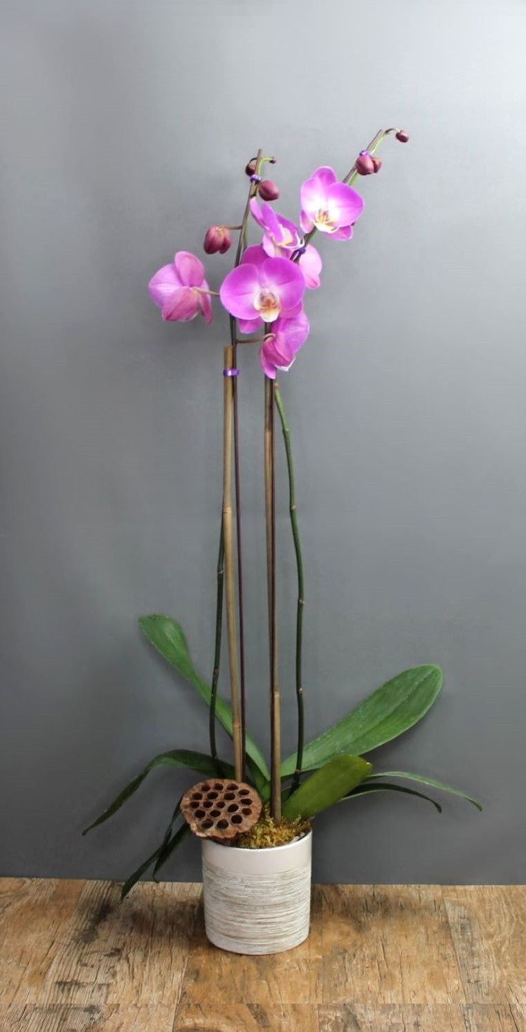 Premium Double Stem Orchid- White Container